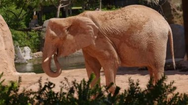 Grup çöl fil bir sıcak yaz günü, ultra hd 4k, gerçek zamanlı