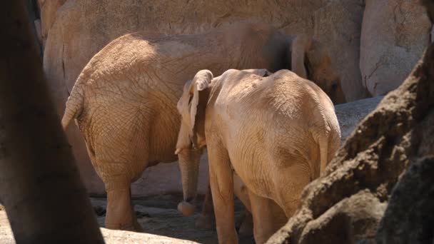 群在炎热的夏天，超高清 4k，实时的沙漠大象 — 图库视频影像