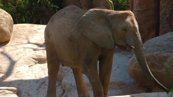 Groupe d'éléphants du désert par une chaude journée d'été, ultra hd 4k, en temps réel 