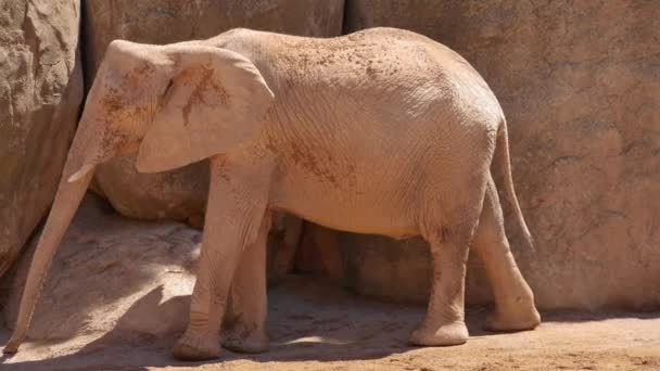 Groupe d'éléphants du désert par une chaude journée d'été, ultra hd 4k, en temps réel 