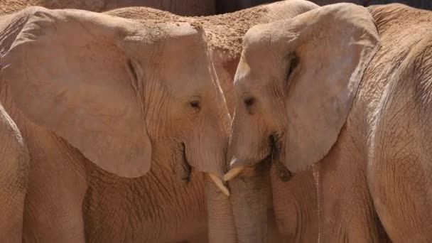 Sivatagi elefántok egy forró nyári napon, ultra hd 4k, valós idejű csoportja
