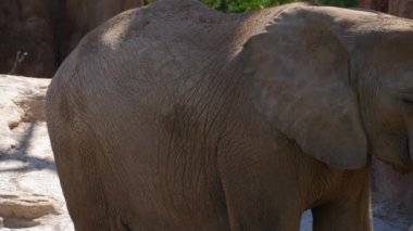 Grup çöl fil bir sıcak yaz günü, ultra hd 4k, gerçek zamanlı