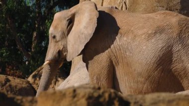 Grup çöl fil bir sıcak yaz günü, ultra hd 4k, gerçek zamanlı