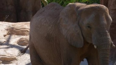 Grup çöl fil bir sıcak yaz günü, ultra hd 4k, gerçek zamanlı