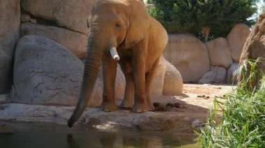 Grup çöl fil bir sıcak yaz günü, ultra hd 4k, gerçek zamanlı