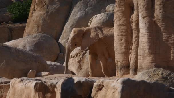 Group of desert elephants on a hot summer day, ultra hd 4k, real time — Stock Video