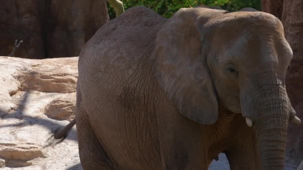 Gruppe von Wüstenelefanten an einem heißen Sommertag, ultra hd 4k, Echtzeit — Stockvideo