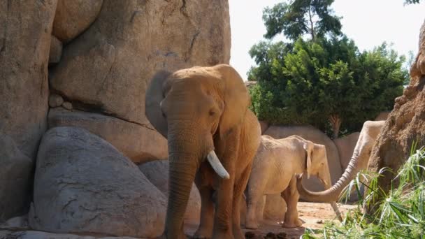 Grupo de elefantes del desierto en un día caluroso de verano, ultra hd 4k, en tiempo real — Vídeo de stock