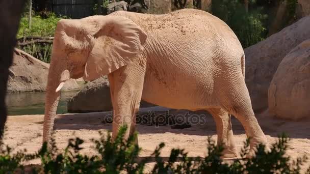 Skupina z pouštní sloni na horký letní den, ultra hd 4k, reálném čase — Stock video