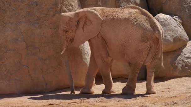 Groupe d'éléphants du désert par une chaude journée d'été, ultra hd 4k, en temps réel 