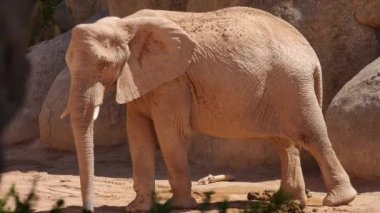 Grup çöl fil bir sıcak yaz günü, ultra hd 4k, gerçek zamanlı