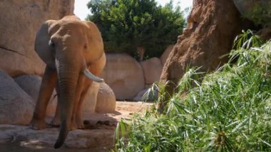 Grup çöl fil bir sıcak yaz günü, ultra hd 4k, gerçek zamanlı