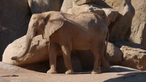Ομάδα της ερήμου ελέφαντες σε μια καυτή καλοκαιρινή μέρα, ultra hd 4k, σε πραγματικό χρόνο — Αρχείο Βίντεο