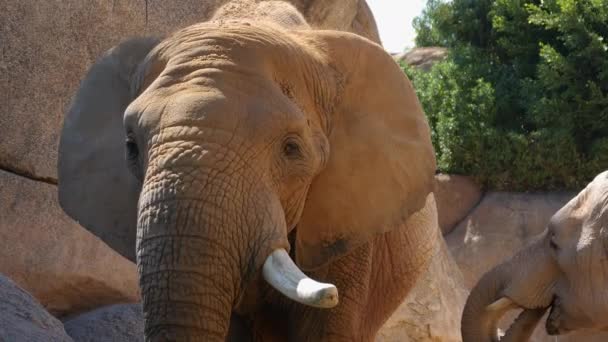 Groupe d'éléphants du désert par une chaude journée d'été, ultra hd 4k, en temps réel 