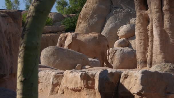 Grupo de elefantes do deserto em um dia quente de verão, ultra hd 4k, em tempo real — Vídeo de Stock