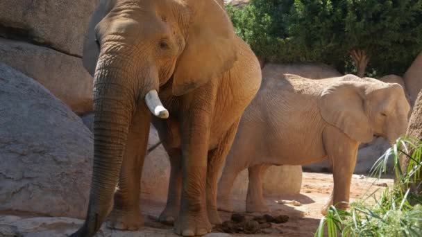 Sivatagi elefántok egy forró nyári napon, ultra hd 4k, valós idejű csoportja — Stock videók