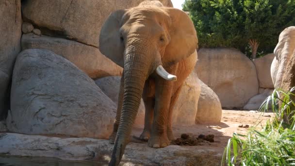 Group of desert elephants on a hot summer day, ultra hd 4k, real time — Stock Video