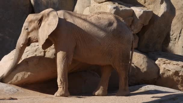 Group of desert elephants on a hot summer day, ultra hd 4k, real time — Stock Video