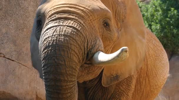 Group of desert elephants on a hot summer day, ultra hd 4k, real time — Stock Video