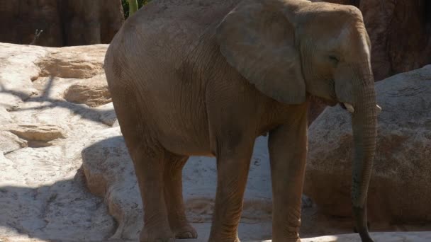 Группа пустынных слонов в жаркий летний день, ультра hd 4k, в реальном времени — стоковое видео