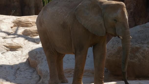 Group of desert elephants on a hot summer day, ultra hd 4k, real time — Stock Video