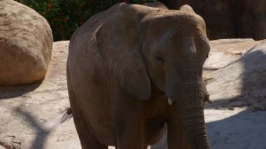 Grup çöl fil bir sıcak yaz günü, ultra hd 4k, gerçek zamanlı