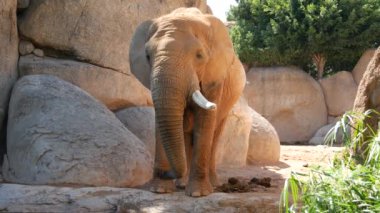 Grup çöl fil bir sıcak yaz günü, ultra hd 4k, gerçek zamanlı