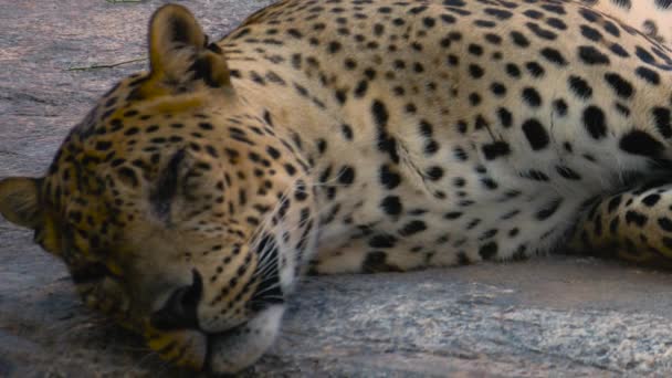 Gevaarlijke exotische cheetah in gevangenschap ontspannen in de zon — Stockvideo