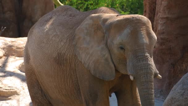 Groupe d'éléphants du désert par une chaude journée d'été, ultra hd 4k, en temps réel — Video