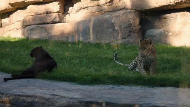 Нерівний екзотичний гепард у неволі розслабляється на сонці — стокове відео