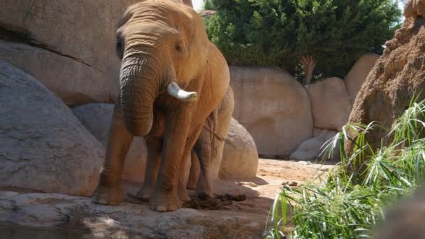 Groupe d'éléphants du désert par une chaude journée d'été, ultra hd 4k, en temps réel 
