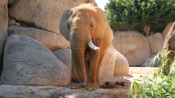 Groupe d'éléphants du désert par une chaude journée d'été, ultra hd 4k, en temps réel 