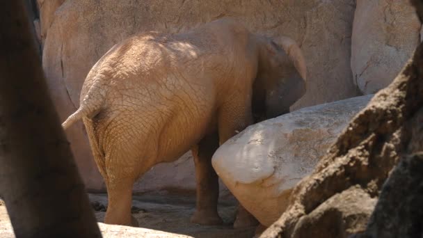Groupe d'éléphants du désert par une chaude journée d'été, ultra hd 4k, en temps réel 