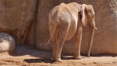 Grup çöl fil bir sıcak yaz günü, ultra hd 4k, gerçek zamanlı