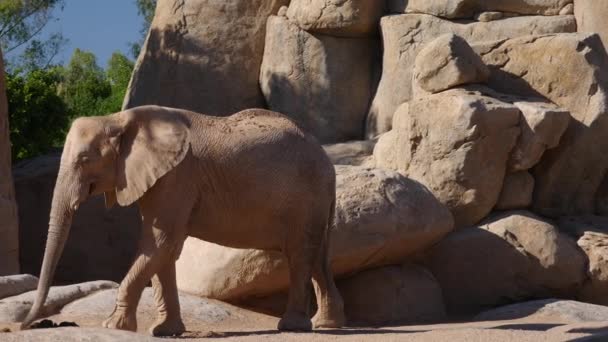 Grupp av öken elefanter på en varm sommardag, ultra hd 4k, realtid — Stockvideo