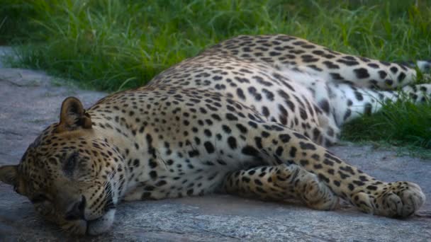 Gevaarlijke exotische cheetah in gevangenschap ontspannen in de zon — Stockvideo