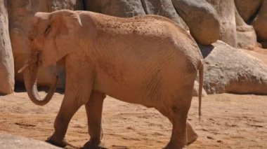 Grup çöl fil bir sıcak yaz günü, ultra hd 4k, gerçek zamanlı