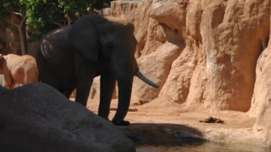 Grup çöl fil bir sıcak yaz günü, ultra hd 4k, gerçek zamanlı