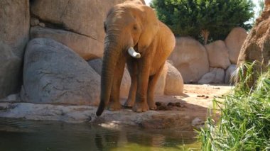 Grup çöl fil bir sıcak yaz günü, ultra hd 4k, gerçek zamanlı