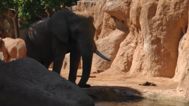 Groupe d'éléphants du désert par une chaude journée d'été, ultra hd 4k, en temps réel 