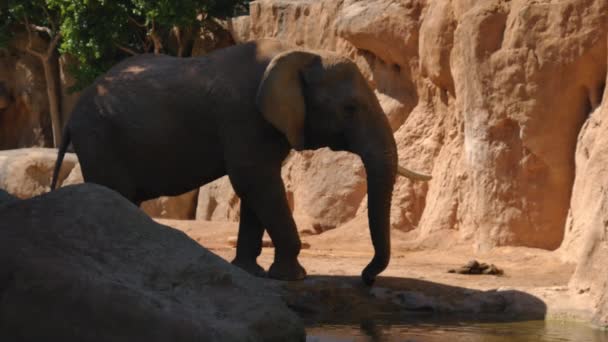 Groupe d'éléphants du désert par une chaude journée d'été, ultra hd 4k, en temps réel — Video