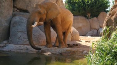 Grup çöl fil bir sıcak yaz günü, ultra hd 4k, gerçek zamanlı