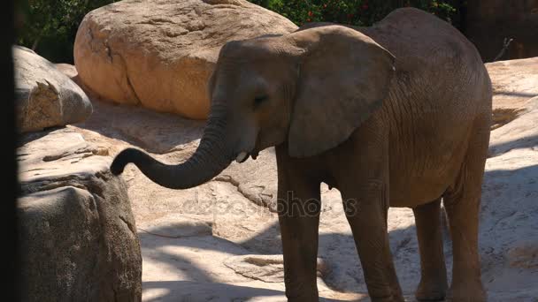Gruppe von Wüstenelefanten an einem heißen Sommertag, ultra hd 4k, Echtzeit — Stockvideo