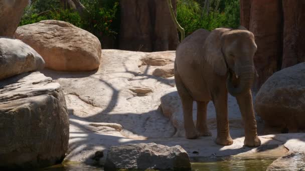 Groupe d'éléphants du désert par une chaude journée d'été, ultra hd 4k, en temps réel — Video