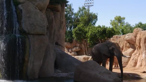 夏の暑い日、ウルトラ hd 4 k、実質の時間の砂漠の象のグループ — ストック動画