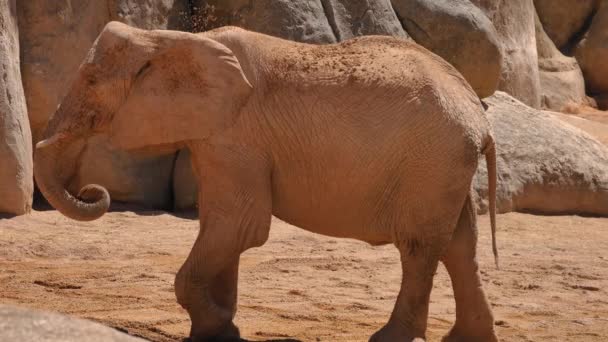Groupe d'éléphants du désert par une chaude journée d'été, ultra hd 4k, en temps réel 