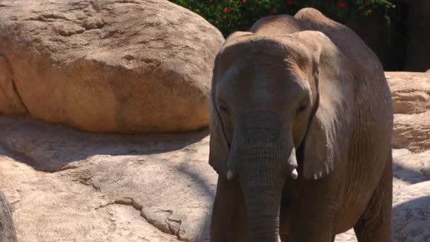 Group of desert elephants on a hot summer day, ultra hd 4k, real time — Stock Video