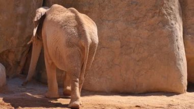 Grup çöl fil bir sıcak yaz günü, ultra hd 4k, gerçek zamanlı