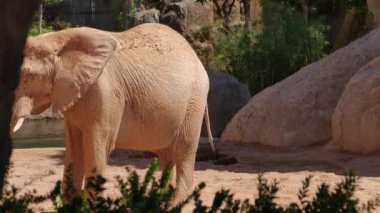 Grup çöl fil bir sıcak yaz günü, ultra hd 4k, gerçek zamanlı