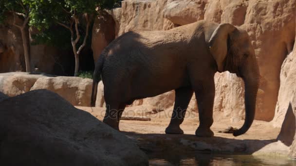 더운 여름 날, 울트라 hd 4 k, 실시간으로 사막 코끼리의 그룹 — 비디오